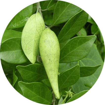 Gymnema JellyBurn ingredient